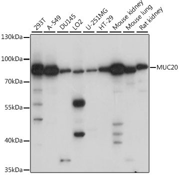 MUC20 Antibody in Western Blot (WB)