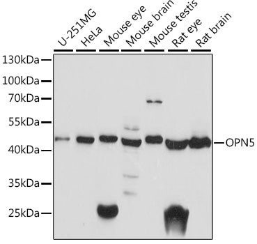 Opsin 5 Antibody in Western Blot (WB)