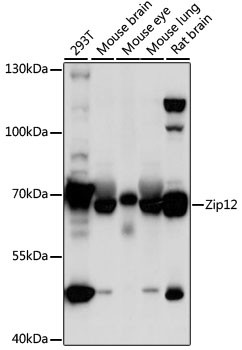 ZIP12 Antibody in Western Blot (WB)