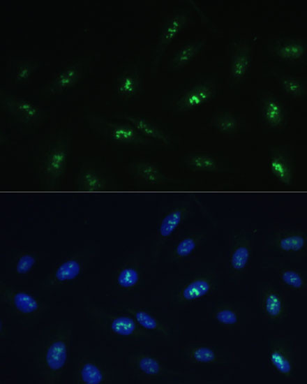 HNF4G Antibody in Immunocytochemistry (ICC/IF)