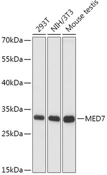 CRSP9 Antibody in Western Blot (WB)