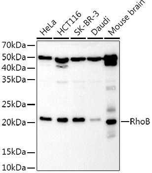 RhoB Antibody in Western Blot (WB)