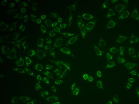 PTGER2 Antibody in Immunocytochemistry (ICC/IF)