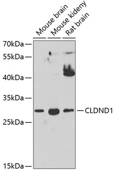 CLDND1 Antibody in Western Blot (WB)