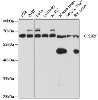 CREBZF Antibody in Western Blot (WB)