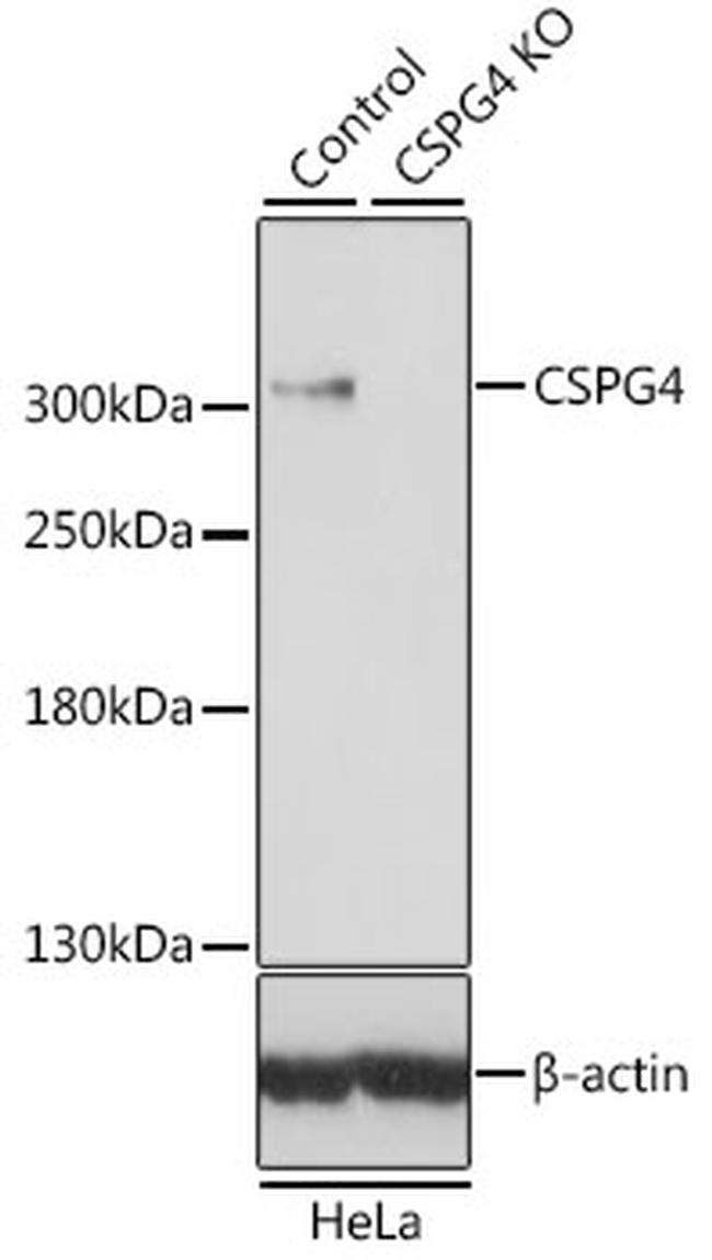 NG2 Antibody in Western Blot (WB)