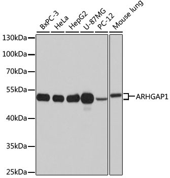 RhoGAP Antibody in Western Blot (WB)
