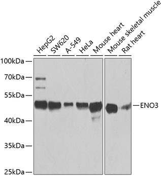 ENO3 Antibody in Western Blot (WB)