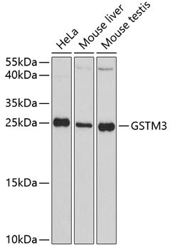 GSTM3 Antibody in Western Blot (WB)