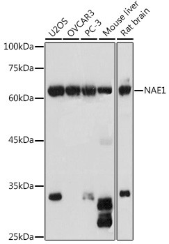 NAE1 Antibody in Western Blot (WB)