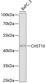 CHST10 Antibody in Western Blot (WB)