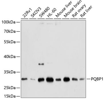 PQBP1 Antibody in Western Blot (WB)