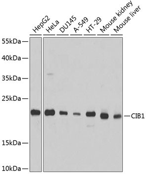 Calmyrin Antibody in Western Blot (WB)