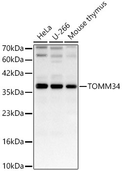 TOMM34 Antibody in Western Blot (WB)