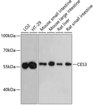 CES3 Antibody in Western Blot (WB)