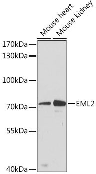 EML2 Antibody in Western Blot (WB)