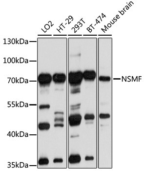 NELF Antibody in Western Blot (WB)