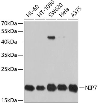 NIP7 Antibody in Western Blot (WB)