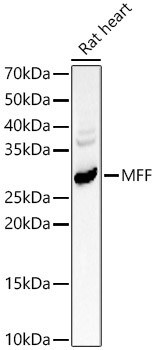 C2orf33 Antibody in Western Blot (WB)