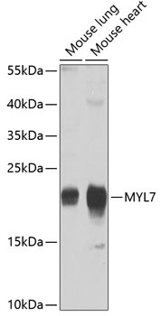 MYL7 Antibody in Western Blot (WB)