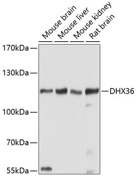 DHX36 Antibody in Western Blot (WB)