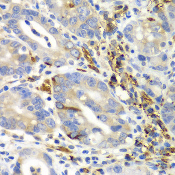 EMAP II Antibody in Immunohistochemistry (Paraffin) (IHC (P))