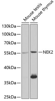 NEK2 Antibody in Western Blot (WB)