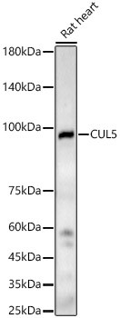 Cullin 5 Antibody in Western Blot (WB)