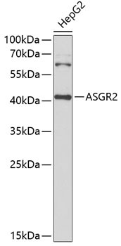 ASGR2 Antibody in Western Blot (WB)