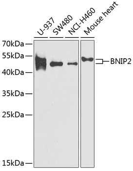 BNIP2 Antibody in Western Blot (WB)