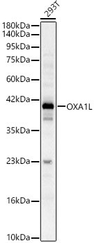 OXA1L Antibody in Western Blot (WB)