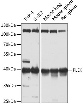Pleckstrin Antibody in Western Blot (WB)