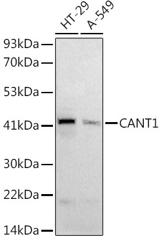 CANT1 Antibody in Western Blot (WB)