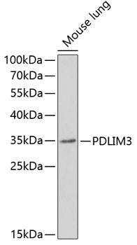 PDLIM3 Antibody in Western Blot (WB)