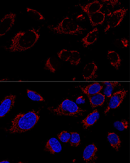TUFM Antibody in Immunocytochemistry (ICC/IF)