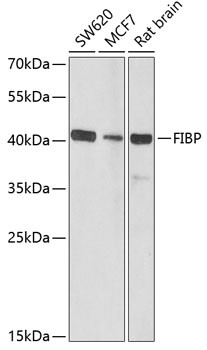FIBP Antibody in Western Blot (WB)