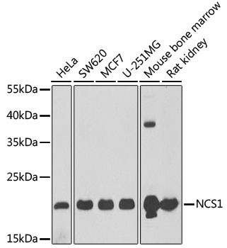 NCS1 Antibody in Western Blot (WB)