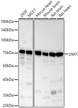 LNX1 Antibody in Western Blot (WB)