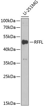 RFFL Antibody in Western Blot (WB)
