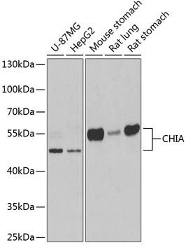 CHIA Antibody in Western Blot (WB)