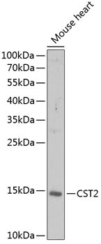 Cystatin 2 Antibody in Western Blot (WB)