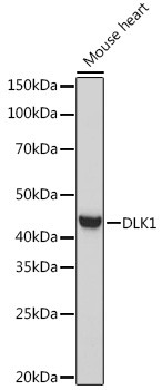 DLK1 Antibody in Western Blot (WB)