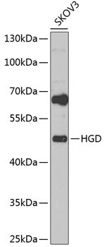 HGD Antibody in Western Blot (WB)