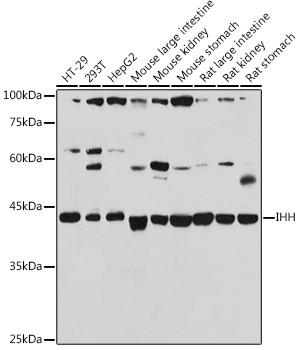 IHH Antibody in Western Blot (WB)