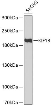 KIF1B Antibody in Western Blot (WB)