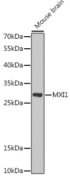 MXI1 Antibody in Western Blot (WB)