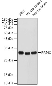 RPS4X Antibody in Western Blot (WB)