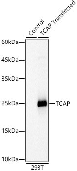 TCAP Antibody in Western Blot (WB)