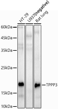 TPPP3 Antibody in Western Blot (WB)