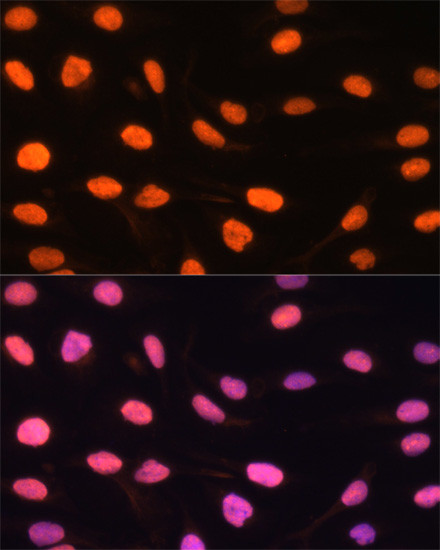 DREF Antibody in Immunocytochemistry (ICC/IF)